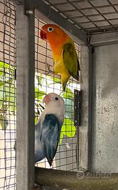 Inseparabili fischer