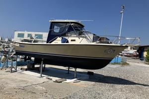 Natante Shamrock-Predator 22