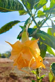 brugmansia arborea 