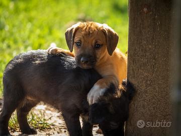Cuccioli taglia piccola