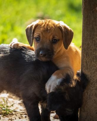 Cuccioli taglia piccola
