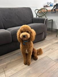 Barboncino nano da monta maschio