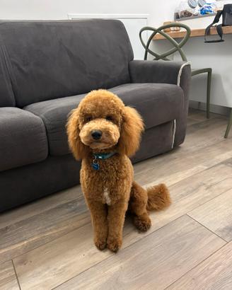 Barboncino nano da monta maschio