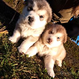 Alaskan Malamute