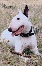 Bullterrier