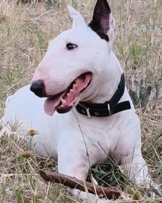 Bullterrier