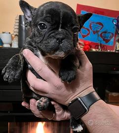 Cuccioli bulldog francese