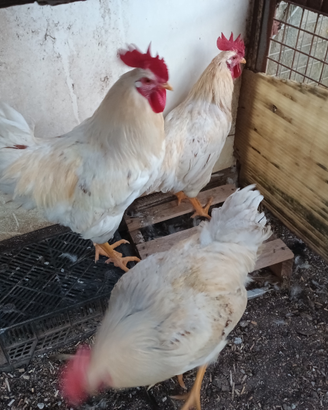 Gallo e galline