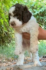 Cucciolo Lagotto romagnolo