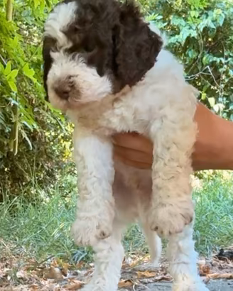 Cucciolo Lagotto romagnolo