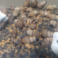 Lumache acqua dolce Melanoides tubercolada