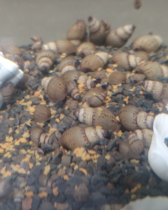 Lumache acqua dolce Melanoides tubercolada