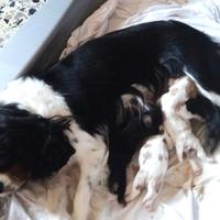 Cuccioli di cavalier king da privato