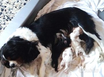 Cuccioli di cavalier king da privato