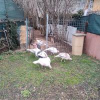 Tacchini ermelinato di rovigo