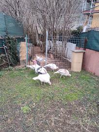 Tacchini ermelinato di rovigo