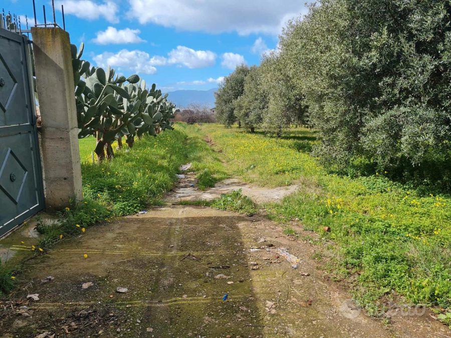 Terreno Agricolo Piantumato Campo Calabro 3.000 Mq - Vista 2