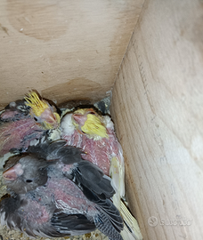 Calopsite da imbarcare