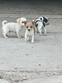 Cuccioli meticci