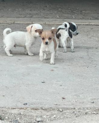 Cuccioli meticci