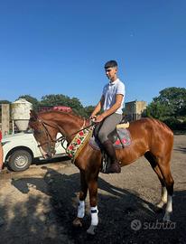 Cavallo