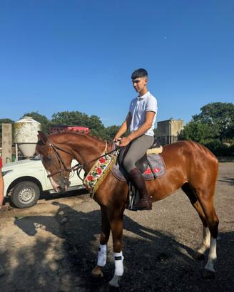 Cavallo