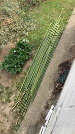 Canne Bamboo