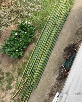 Canne Bamboo