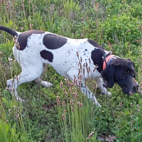 Pointer inglese