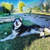 Donazione 2 Siberian Husky di razza pura