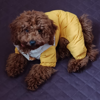 Barboncino nano fulvo di 6 mesi