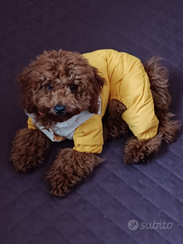 Barboncino nano fulvo di 6 mesi