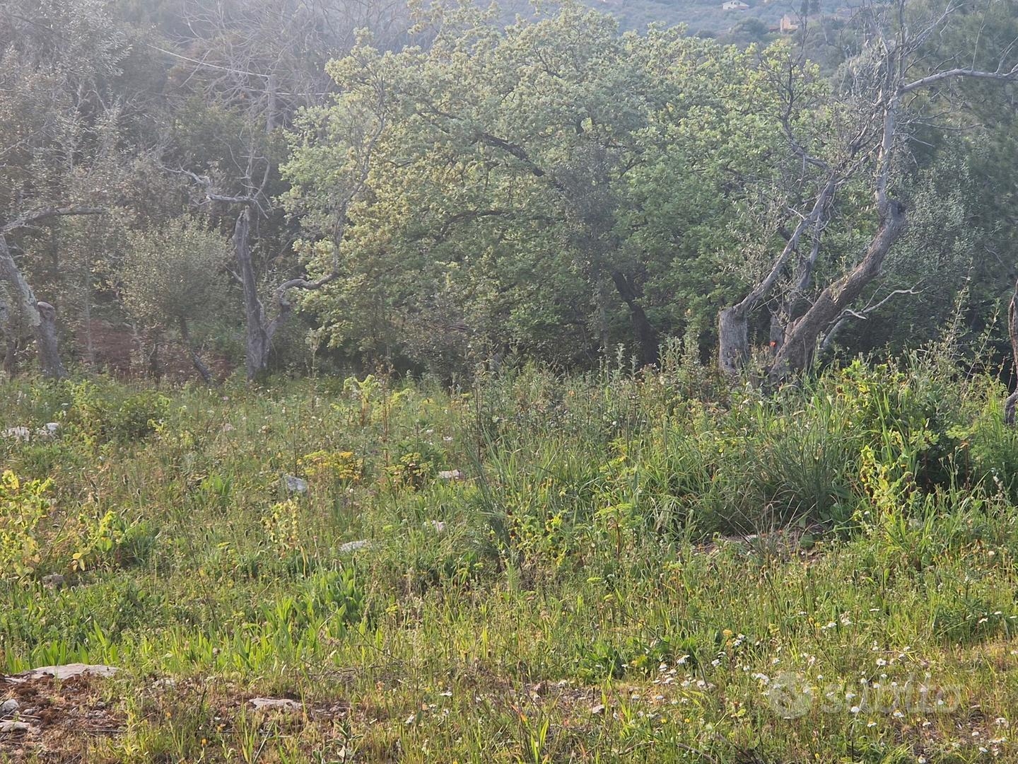 Terreno agricolo sassari - Vista 3