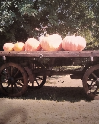 Carro agricolo restaurato