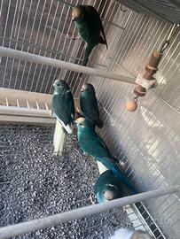 Kakariki varie mutazioni