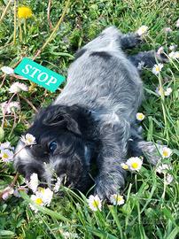 Cocker Spaniel Cuccioli con Pedigree
