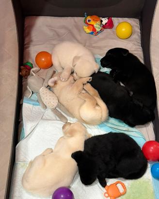 Cuccioli Labrador retriver