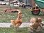 Immagine 6