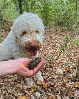 Cuccioli di lagotto romagnolo (PEDIGREE)
