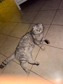 Scottish fold per accoppiamento