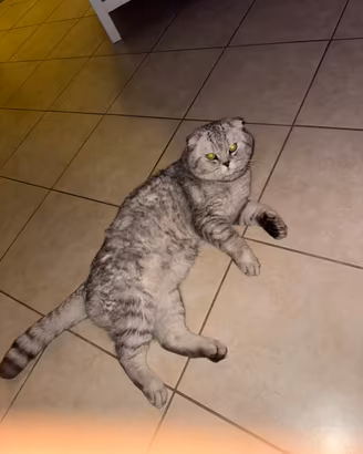 Scottish fold per accoppiamento