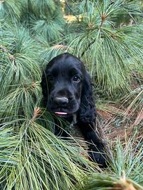 Cocker cuccioli