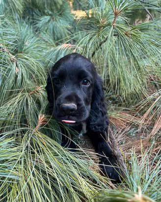 Cocker cuccioli