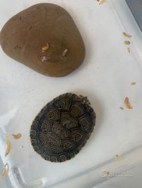 Tartaruga