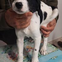 Cuccioli 2 mesi incrocio setter pointer