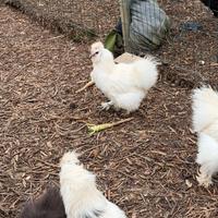 Galline e galli moroseta