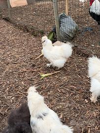 Galline e galli moroseta