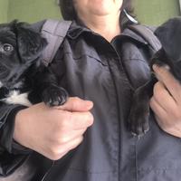 2 cuccioli taglia medio piccola