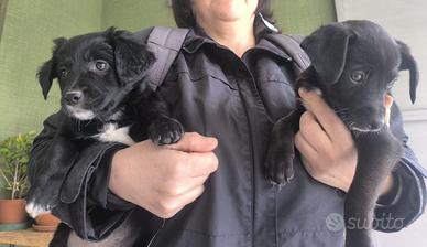 2 cuccioli taglia medio piccola