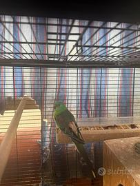 Parrocchetto dal groppone rosso